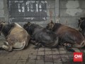 Tangisan Anak-anak Warnai Penyembelihan Hewan Kurban