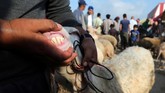Muslim di penjuru dunia menyiapkan serangkaian persiapan untuk merayakan Idul Adha. (REUTERS/Ibraheem Abu Mustafa)