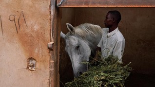 FOTO: Kuda-kuda di Khartoum Sudan yang Menanti Sunyi Pergi