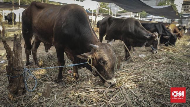 Unduh 730 Koleksi Gambar Hati Sapi Yang Ada Cacingnya  Gratis