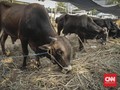 Seratusan Sapi Kurban di Yogyakarta Mengandung Cacing Hati