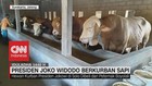 VIDEO: Presiden Joko Widodo Berkurban Sapi