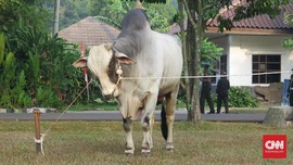 Sapi Kurban Jokowi Diserahkan ke Masjid Istiqlal