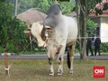 Sapi Kurban Jokowi Diserahkan ke Masjid Istiqlal