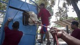 Allah memberikan sejumlah keutamaan bagi orang yang berkurban. Warga memasukan sapi ke dalam alat perebah sapi sebelum penyembelihan di Masjid Agung, Solo, Jawa Tengah (ANTARA FOTO/Mohammad Ayudha)