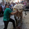 6 Lembaga Ini Salurkan Hewan Kurban Untuk Warga Palestina
