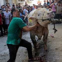 6 Lembaga Ini Salurkan Hewan Kurban Untuk Warga Palestina