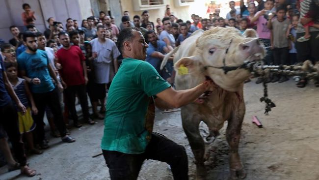 6 Lembaga Ini Salurkan Hewan Kurban Untuk Warga Palestina