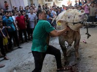 6 Lembaga Ini Salurkan Hewan Kurban Untuk Warga Palestina