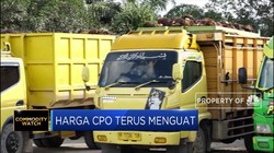 Top! Harga CPO Menguat Selama 5 Hari