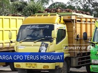 Top! Harga CPO Menguat Selama 5 Hari