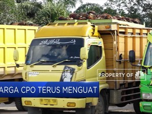 Top! Harga CPO Menguat Selama 5 Hari