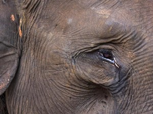 Mereka yang Bersuara #SaveTNTN, Habitat Gajah Sumatra Terancam