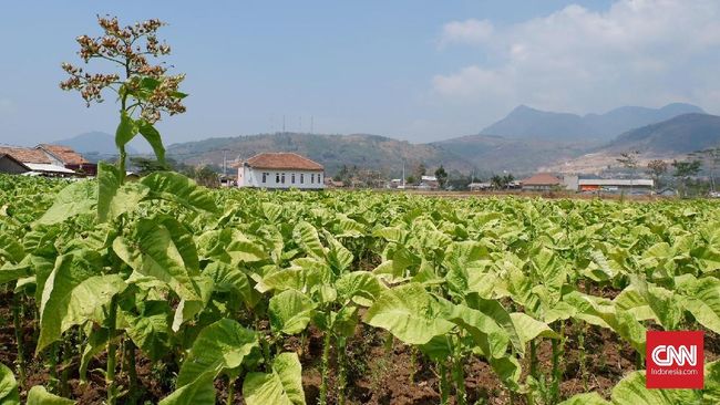 Tembakau Bandung, 'Harta Karun' dari Bumi Priangan