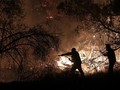 Kawasan Hutan di Lereng Gunung Merapi Terbakar