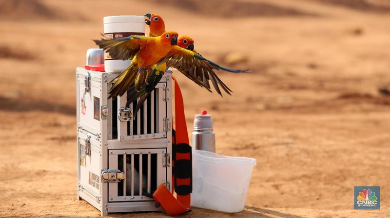 Free fly ini bak burung Merpati yang dilepas terbang ke angkasa. Burung yang memiliki nilai jual hingga puluhan juta rupiah.
