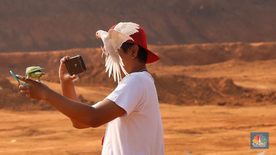 Free fly ini bak burung Merpati yang dilepas terbang ke angkasa. Burung yang memiliki nilai jual hingga puluhan juta rupiah.