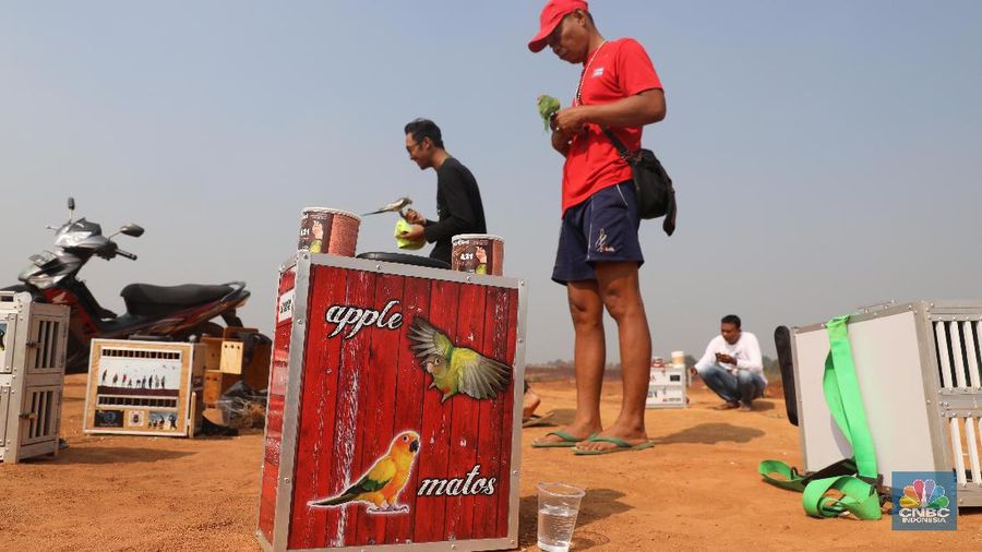 Free fly ini bak burung Merpati yang dilepas terbang ke angkasa. Burung yang memiliki nilai jual hingga puluhan juta rupiah.