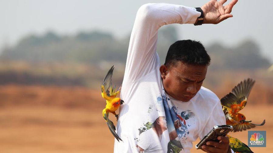 Free fly ini bak burung Merpati yang dilepas terbang ke angkasa. Burung yang memiliki nilai jual hingga puluhan juta rupiah.