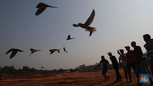 Tren Free Fly Burung Paruh Bengkok Terbang Di Alam Bebas Foto 2