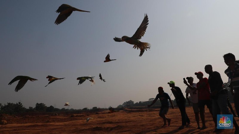 Free fly ini bak burung Merpati yang dilepas terbang ke angkasa. Burung yang memiliki nilai jual hingga puluhan juta rupiah.