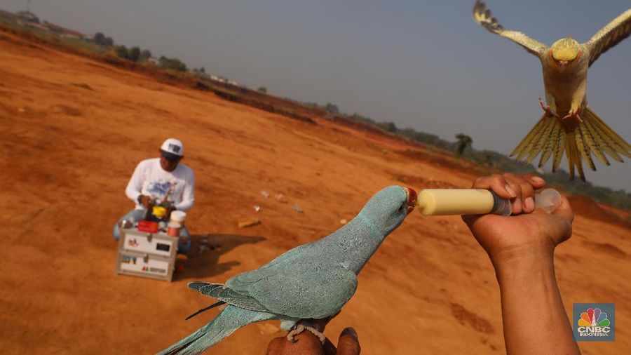 Free fly ini bak burung Merpati yang dilepas terbang ke angkasa. Burung yang memiliki nilai jual hingga puluhan juta rupiah.