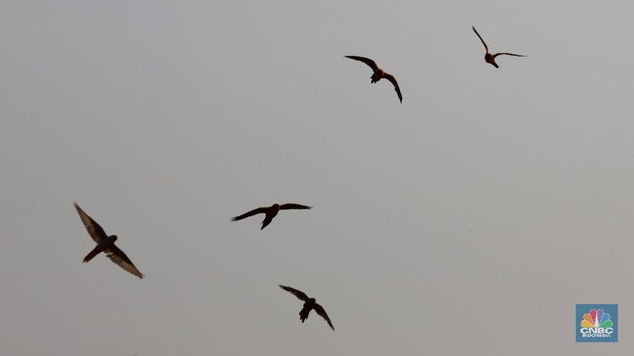 Free fly ini bak burung Merpati yang dilepas terbang ke angkasa. Burung yang memiliki nilai jual hingga puluhan juta rupiah.