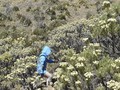 FOTO: 'Agustusan' di Gunung Lawu