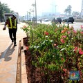 Tidak Semua Tanaman Ampuh Perangi Polusi Udara, Ini Alasannya
