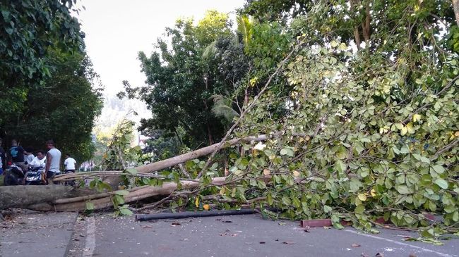 Pohon Tumbang Timpa Mobil di Jagakarsa, Satu Tewas