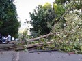 Pohon Tumbang Timpa Mobil di Jagakarsa, Satu Tewas