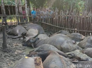 Puluhan Kerbau di OKI Mati Mendadak, Ini Langkah DKPP Sumsel