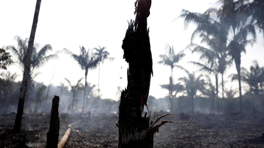Amazon, hutan hujan tropis terbesar di dunia, adalah penyimpan karbon yang penting dalam memperlambat laju pemanasan global.
