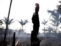 1 Perusahaan Singapura & 3 Malaysia Diduga Membakar Hutan