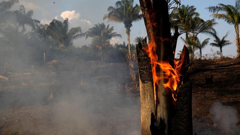 Amazon, hutan hujan tropis terbesar di dunia, adalah penyimpan karbon yang penting dalam memperlambat laju pemanasan global.