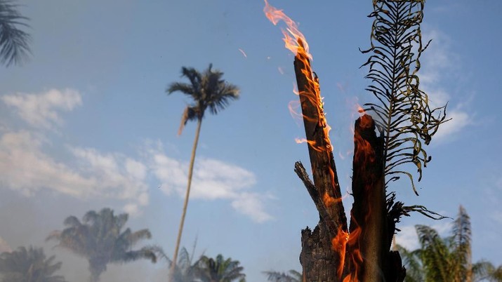 Kebakaran hutan Amazon capai titik terparahnya tahun ini, setara 3 kali lapangan bola/menit 