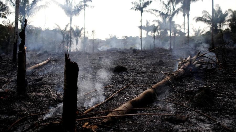 Amazon, hutan hujan tropis terbesar di dunia, adalah penyimpan karbon yang penting dalam memperlambat laju pemanasan global.