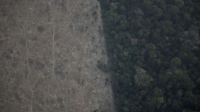 Spesies Tanaman Dan Hewan Langka Penghuni Hutan Amazon