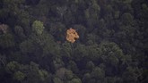 Kebakaran lahan yang melanda hutan hujan Amazon di Brasil disebut telah mencapai rekor terparah tahun ini. (REUTERS/Bruno Kelly)