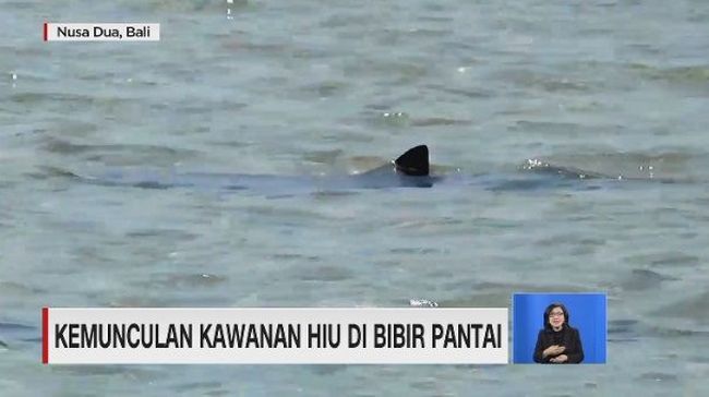 Video Kemunculan Kawanan Hiu Di Perairan Bali