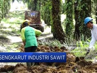Sengkarut Industri Sawit