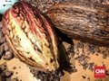 Ransiki, Cokelat Persaudaraan dari Tanah Papua