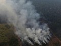 VIDEO: Melihat Langsung Si Jago Merah di Hutan Amazon