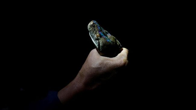 Teror Ular Dicap Hoaks, Mahasiswa Papua Diminta Lapor Polisi