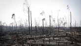 Selama 20 tahun terkahir suku Mura memperjuangkan tanah di sekitar desa mereka yang dibatasi sebagai cagar alam Amazon. (REUTERS/Ueslei Marcelino)