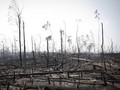 Brasil Tolak Bantuan G7 untuk Padamkan Kebakaran Hutan Amazon