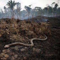 Brasil Hadapi Kemarau Terburuk 91 Tahun, Amazon Bisa Terbakar