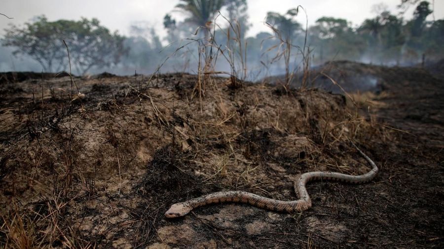 A tract of the Amazon jungle burns as it is cleared by loggers and farmers in Porto Velho, Brazil August 24, 2019. REUTERS/Ueslei Marcelino
