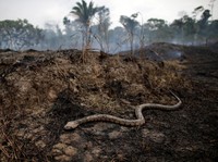 Brasil Hadapi Kemarau Terburuk 91 Tahun, Amazon Bisa Terbakar