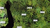 Pameran museum ganja seluas 2.787 meter persegi di Los Angeles, California, Amerika Serikat pada 23 Agustus 2019. (Photo by Mark RALSTON / AFP)